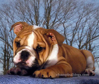 Red Bulldog