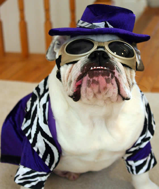 bdogpics.AA%20Bulldog%20picture%206.jpg