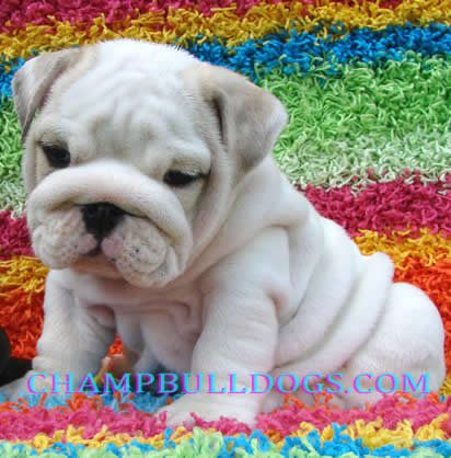English bulldog puppies for sale picture
