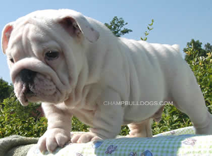 bulldog puppes for sale