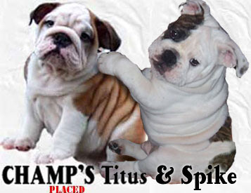 English Bulldog puppies for sale