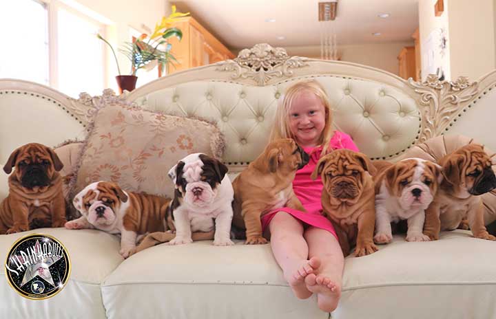 Little girl with litter of bulldog puppies