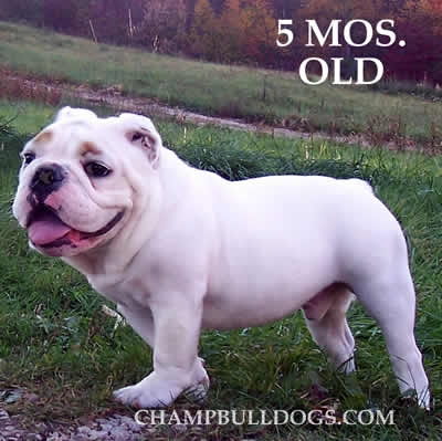 English bulldog puppies pictures