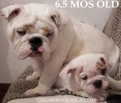 English bulldog puppies pictures