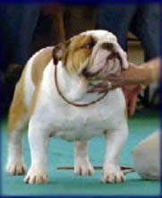 English bulldog Champion stud service