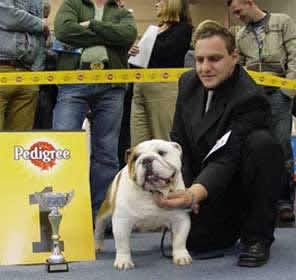 English bulldog Champion stud service