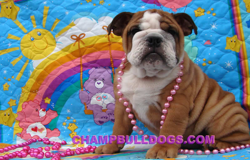 English Bulldog puppies for sale picture