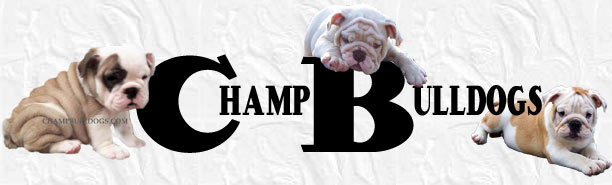 Champ Bulldogs English Bulldog Puppies