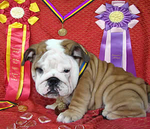 English Bulldogs pictures