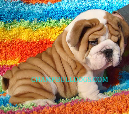 English bulldog puppies for sale pictures