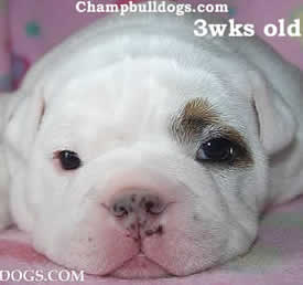 cute English bulldog puppies