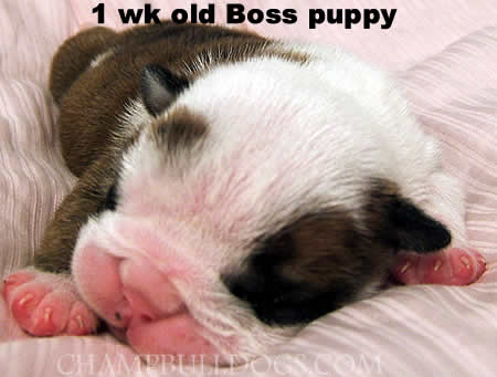 English Bulldog new born puppies