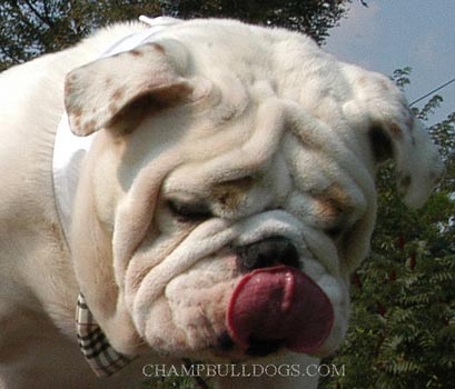 English bulldog face pictures