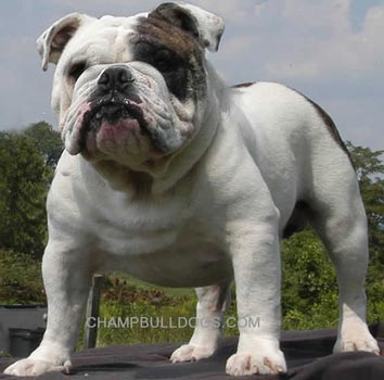 English Bulldog Champion stud service