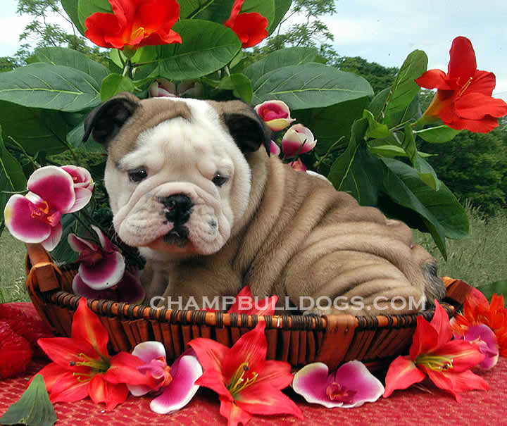 Bulldog puppies for sale now