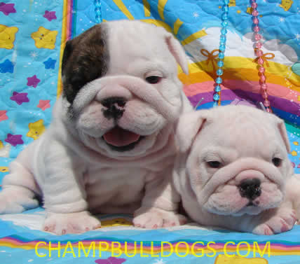 English bulldog puppies for sale photo