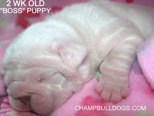 beautiful English bulldog puppies pictures
