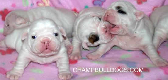 funny English bulldog puppies