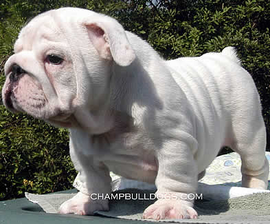 English Bulldog Stud Service, Champion English Bulldog stud service ...