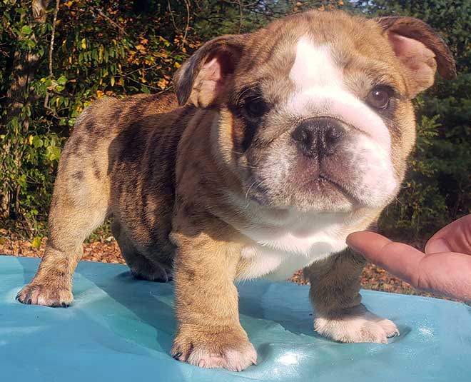 Champ Bulldog's Teddy BRINDLE Male Miniature English Bulldog Puppy FOR SALE