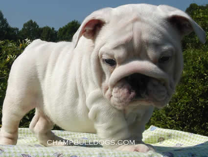 English Bulldog puppies 