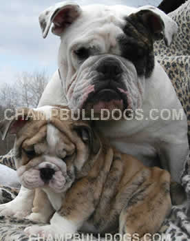 English Bulldog puppies