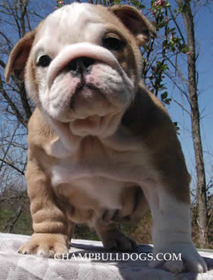 English bulldog