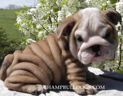 English Bulldog picture