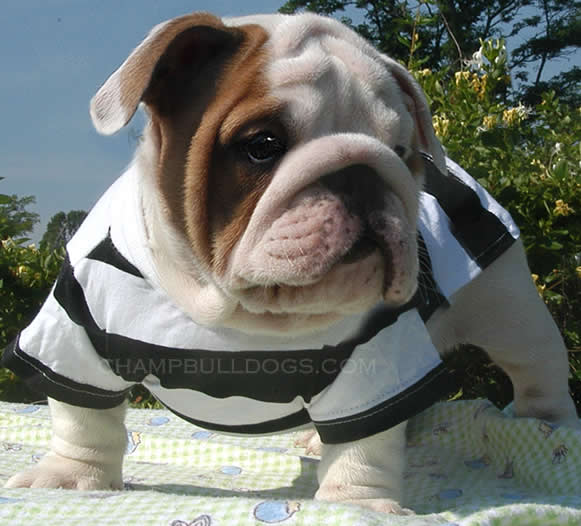 English Bulldog puppy pictures