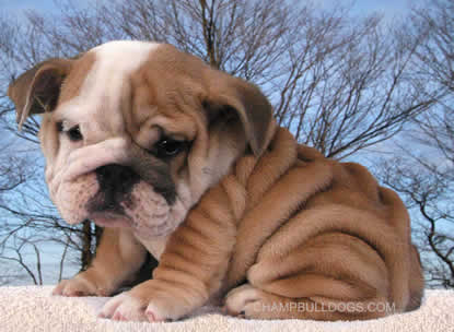 English Bulldog puppies for sale