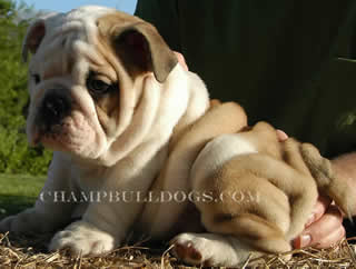 English Bulldog puppies for sale