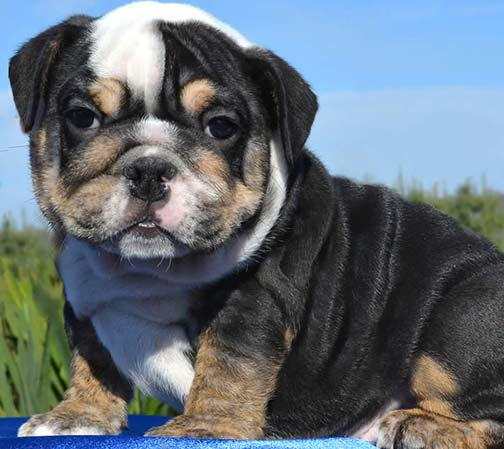 English Bulldog puppies for sale, English Bulldogs, English Bulldog ...