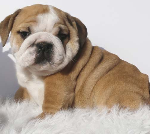 English Bulldog puppies for sale, English Bulldogs, English Bulldog ...