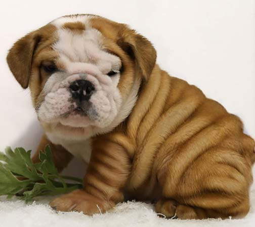 English Bulldog puppies for sale, English Bulldogs, English Bulldog ...