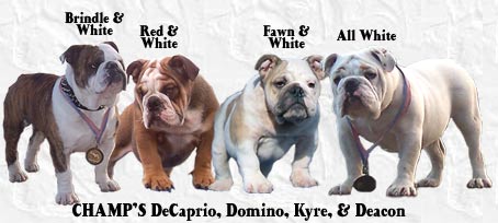 CHAMPBULLDOGS.COM - English Bulldog Breed Standard