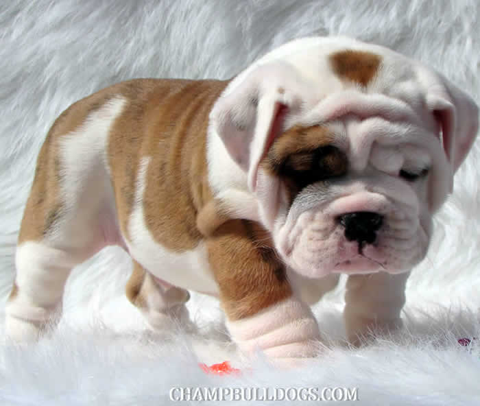 CHAMPBULLDOGS.COM - Our Dogs: Captain Henry Hudson (Dez)