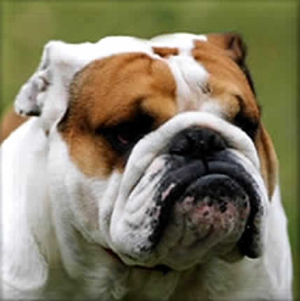 CHAMPBULLDOGS.COM - Our Dogs: Captain Henry Hudson (Dez)