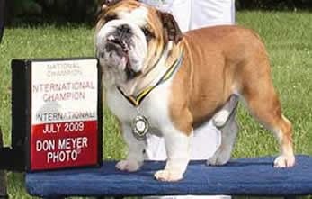 Bulldog Health OFA Pedigree Champion