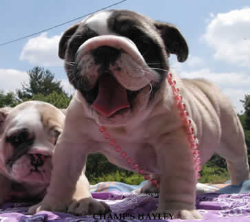 English bulldog