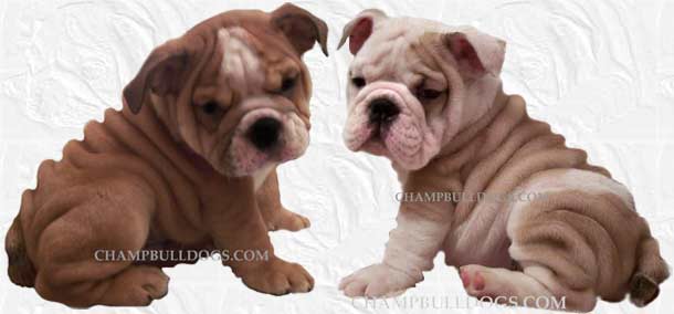 English bulldog puppies