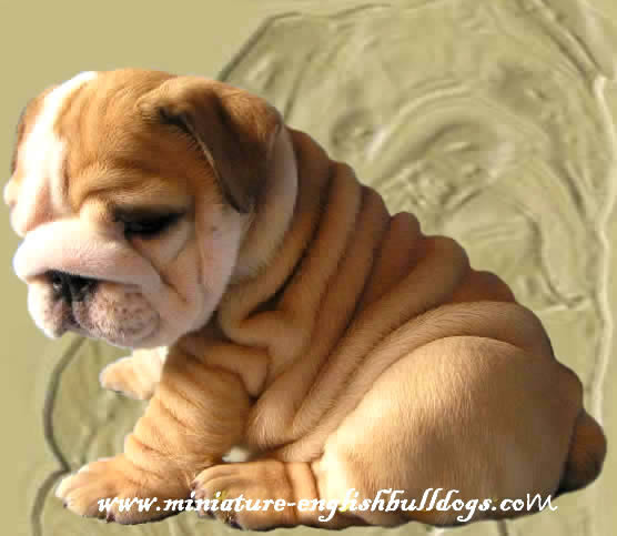 Mini Bulldog