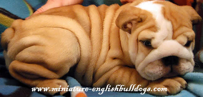 Red Bulldog