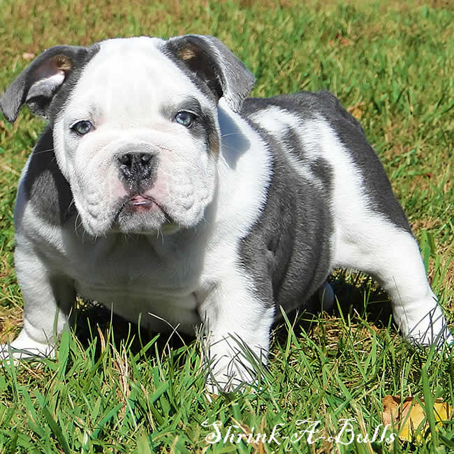 Blue Bulldog