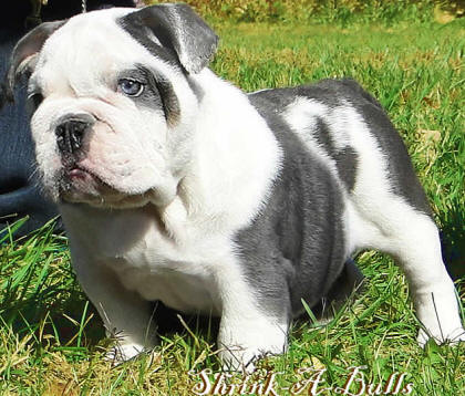 Blue Bulldog