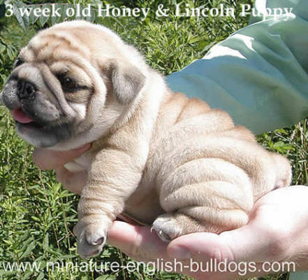 Bulldog