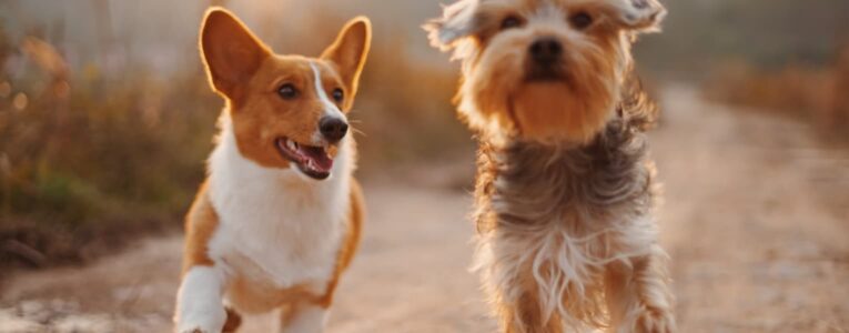 New Trends in Pets Industry in 2023