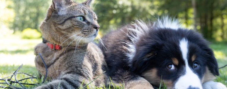 New Trends in Pets Industry in 2023
