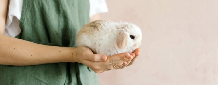 New Care Services for Small Pets