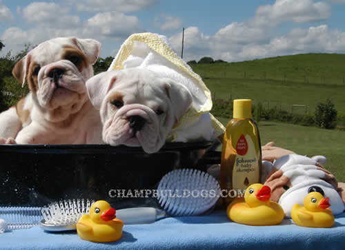 bulldogbookgrooming 2