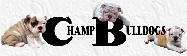 ChampBullDogs